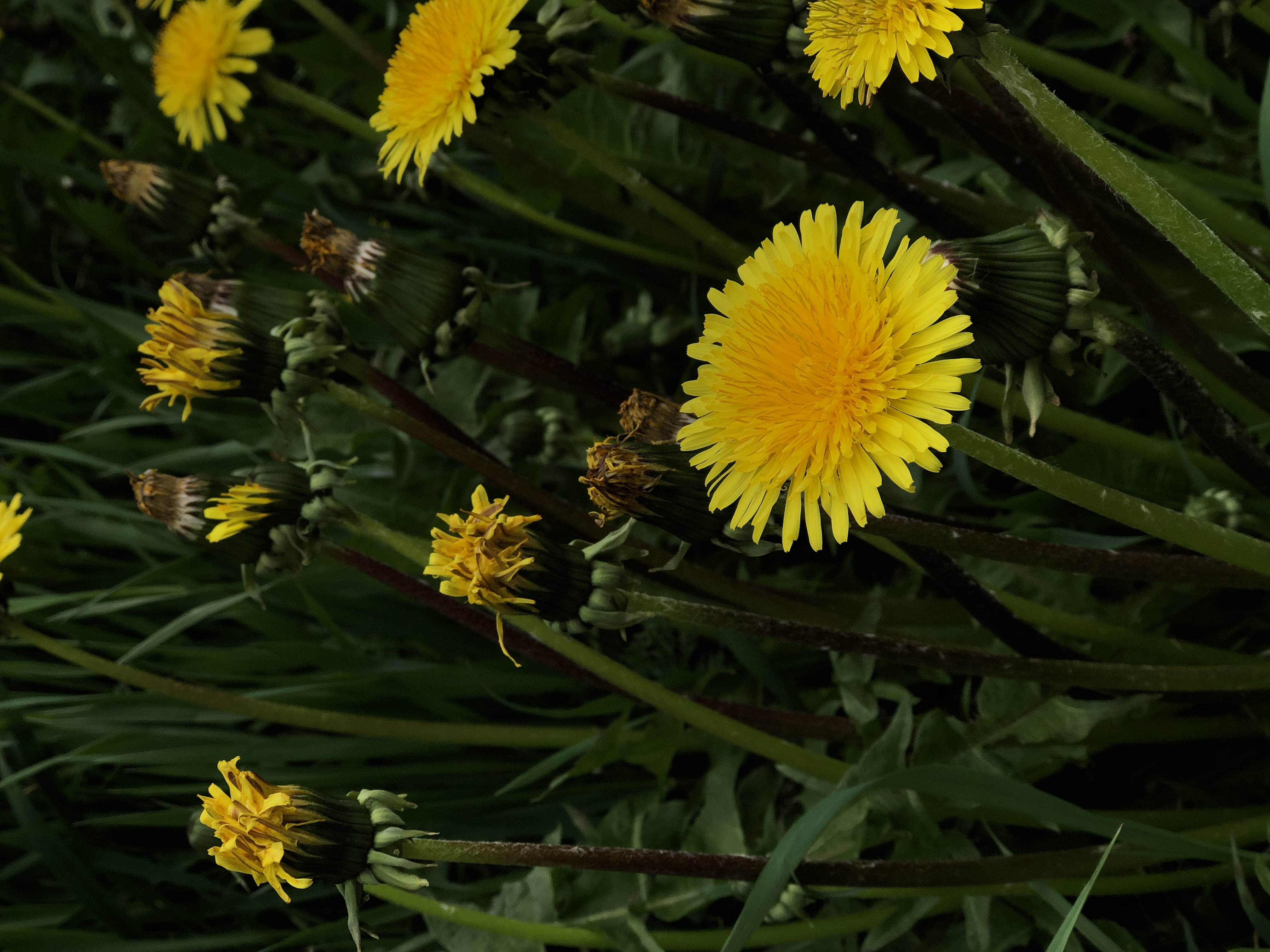 image.jpg